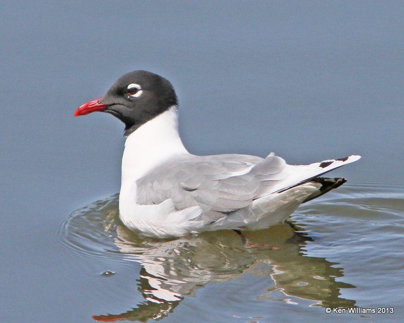 Franklin's Gulls - breeding adult, Tulsa Co, OK, 4-23-13, Ja_008466.jpg