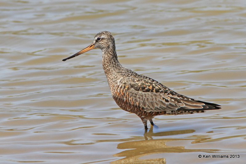 Hudsonain Godwit male, Tulsa Co, OK, 4-23-13, Ja_008345.jpg