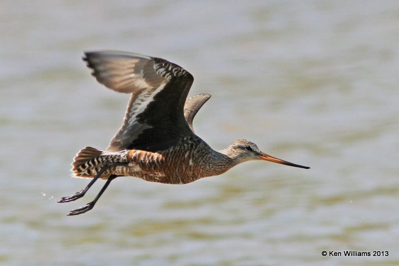 Hudsonain Godwit male, Tulsa Co, OK, 4-23-13, Ja_008424.jpg