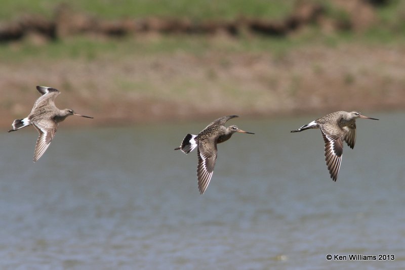 Hudsonian Godwits, Tulsa Co, OK, 4-23-13, Ja_008389.jpg