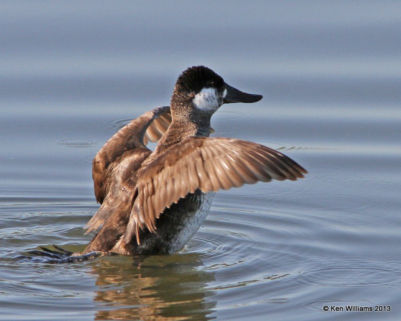 Ruddy Duck male, nonbreeding, Tulsa Co, OK, 4-24-13, Ja_008865.jpg