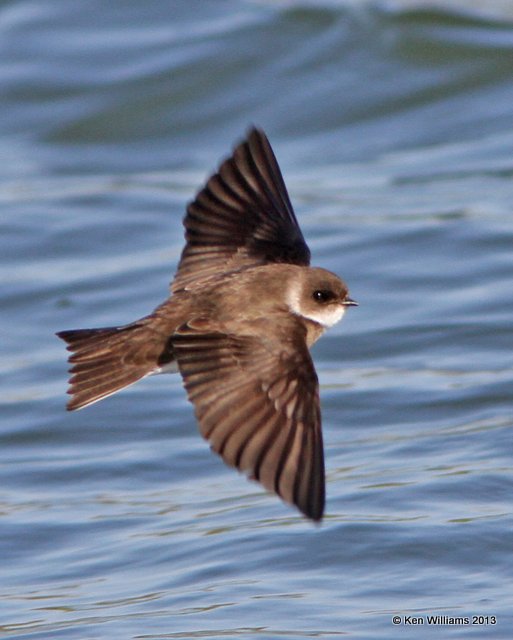 Bank Swallow, Tulsa Co, OK, 4-23-13, Ja_007661.jpg