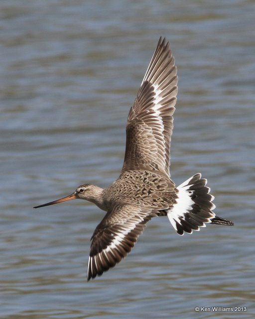 Hudsonain Godwit female, Tulsa Co, OK, 4-23-13, Ja_008058.jpg