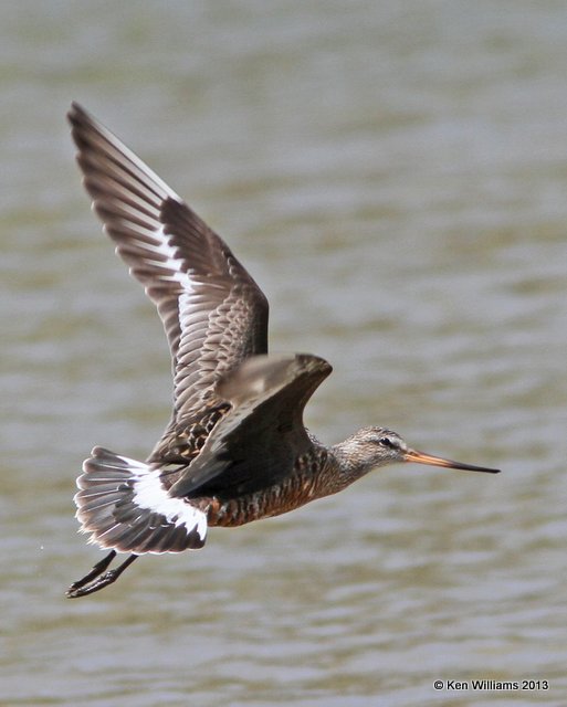 Hudsonain Godwit male, Tulsa, OK, 4-23-13, Ja_008308.jpg