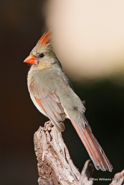 Northern Cardinal female, Owasso yard, Rogers Co, OK, 4-23-13, Ja_008733.jpg