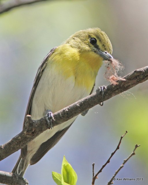 Yellow-throated Vireo, Mohawk Park, Tulsa Co, OK, 4-29-13, Ja2_009348.jpg