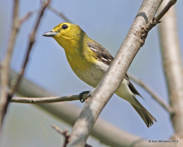 Yellow-throated Vireo, Mohawk Park, Tulsa Co, OK, 4-29-13, Ja_009318.jpg