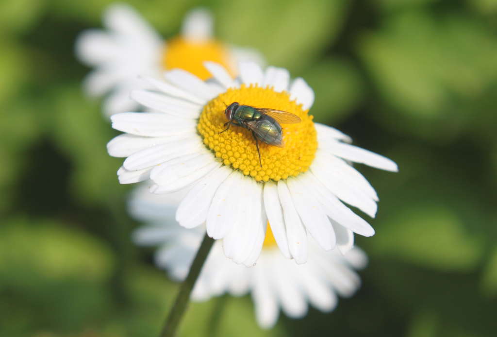 IMG_fly