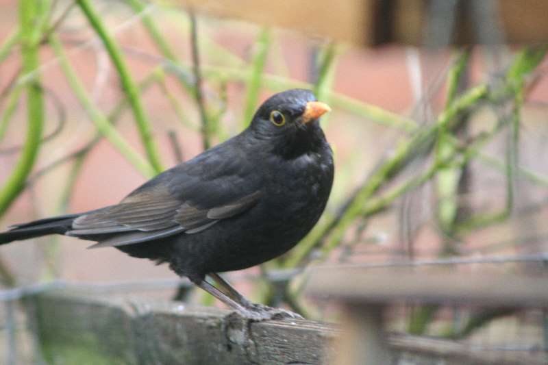 Black Bird