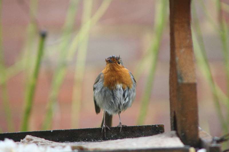 Robin 1
