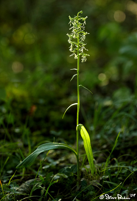 Ragged Fringed Orchid in Woodland Sun