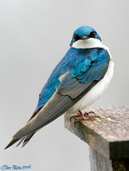 Tree Swallow Posing