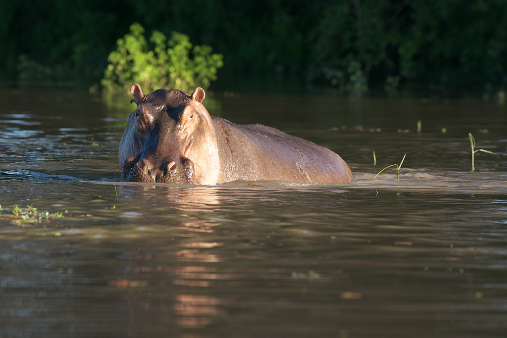 Hippo