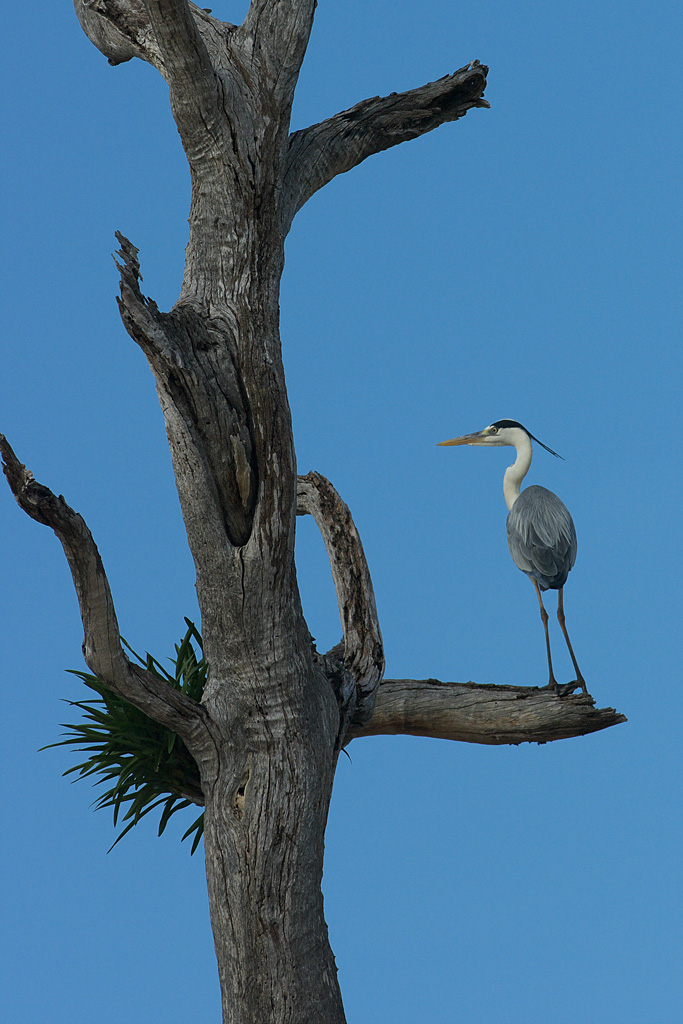 Ardea cinerea