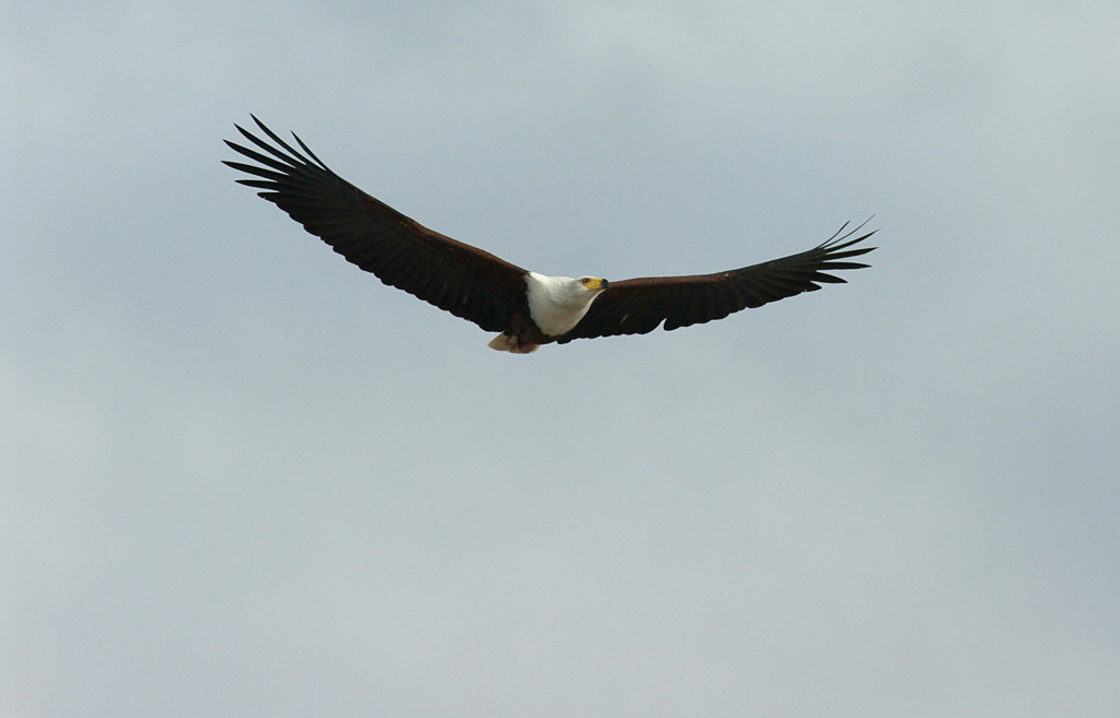 Haliaeetus vocifer