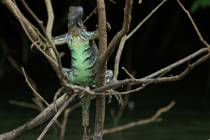 Iguana iguana