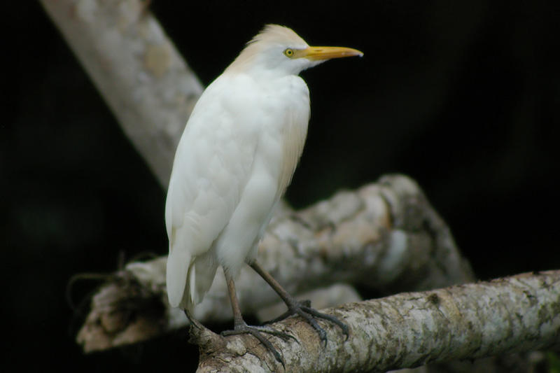 Bubulcus ibis