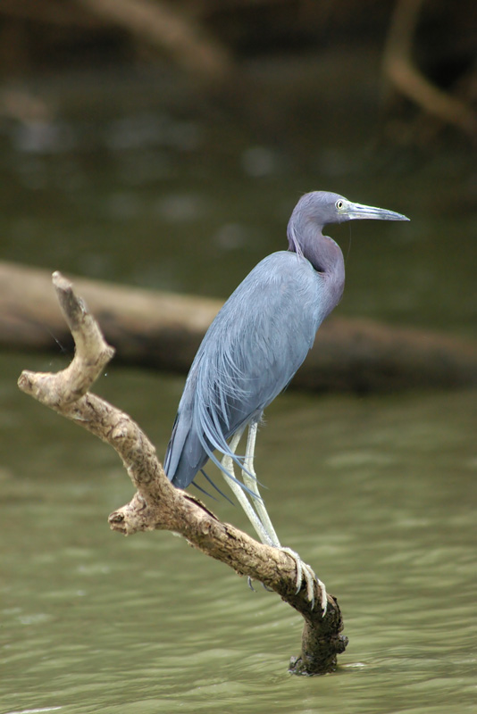 Egretta caerulea