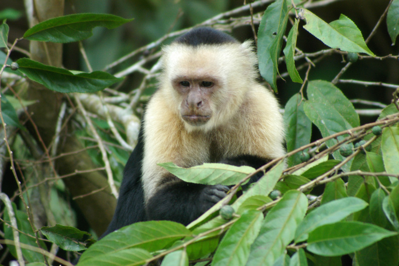 Cebus capucinus