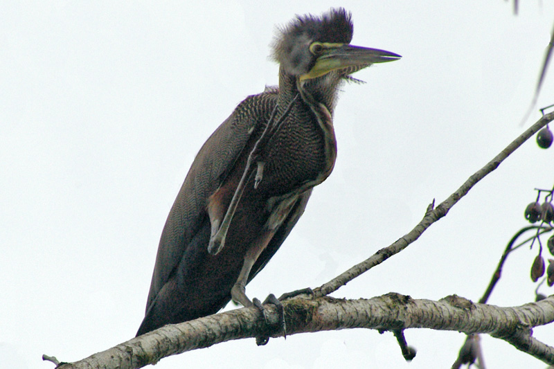 Tigrisoma mexicanum