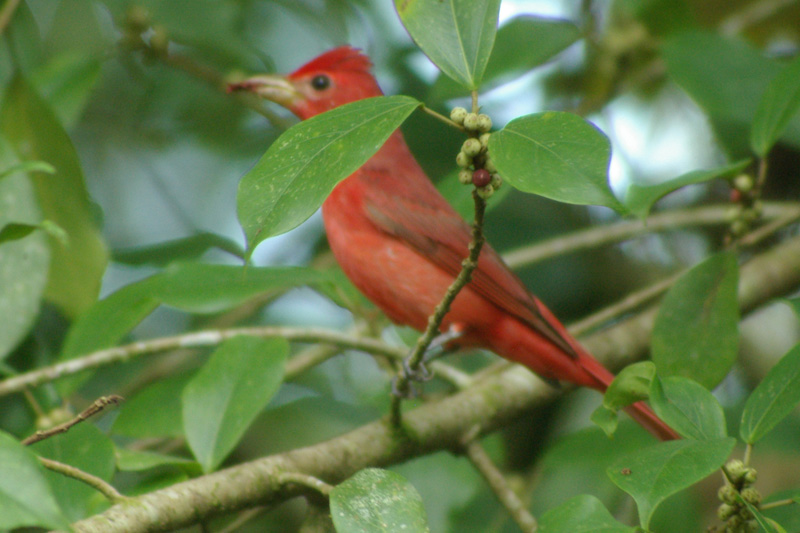 Piranga rubra