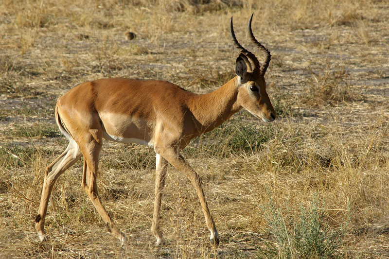Impala