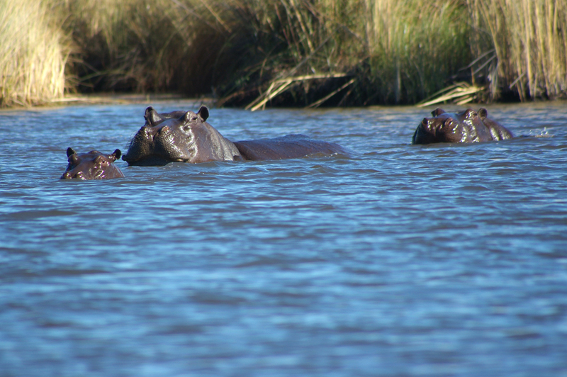 Hippopotamus