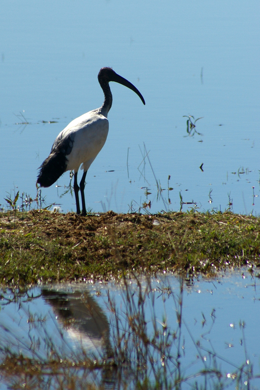 Threskiornis aethiopicus