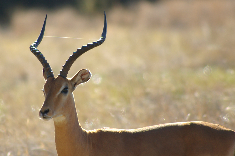 Impala