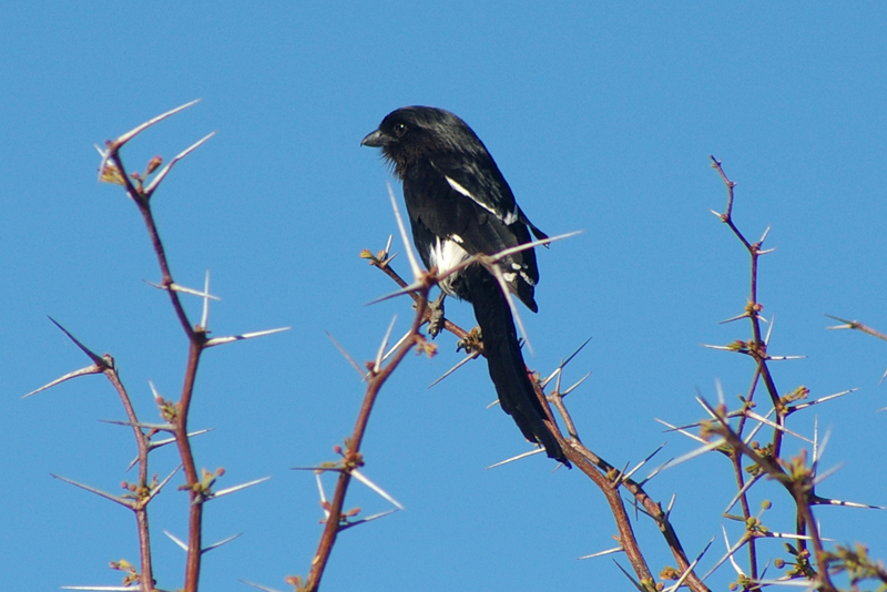 Corvinella melanoleuca