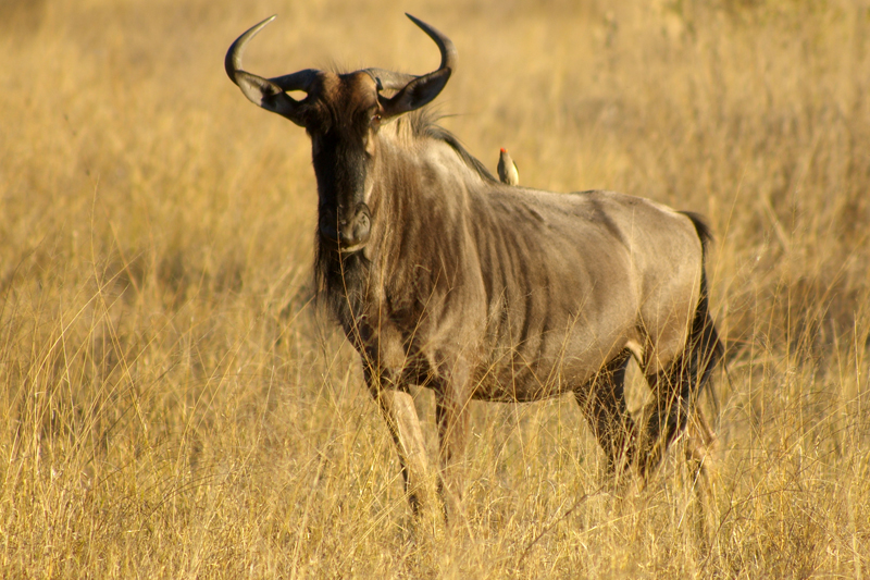 Gnu