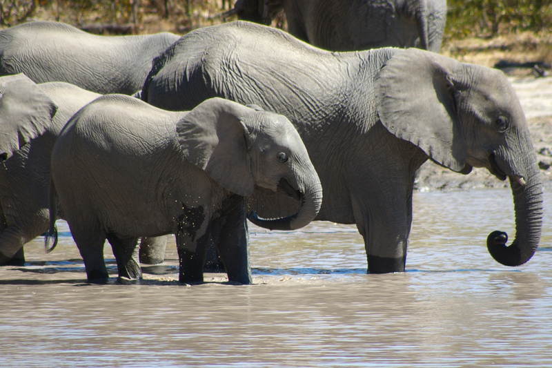 Elephants