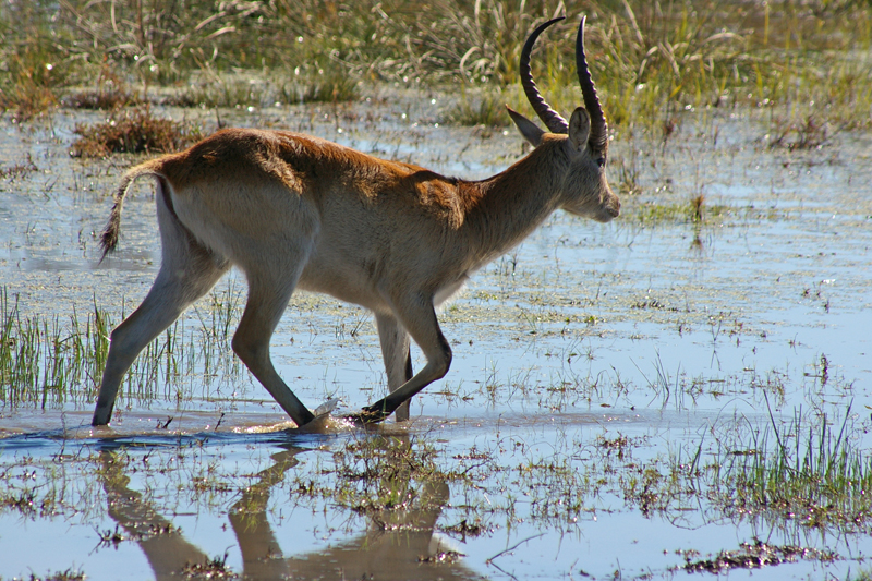 Lechwe