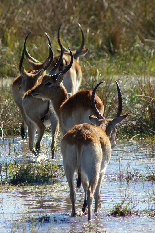 Lechwe