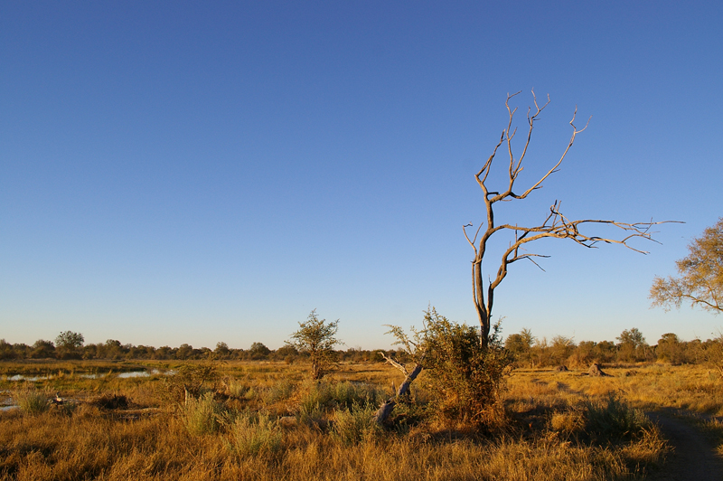 Moremi NP