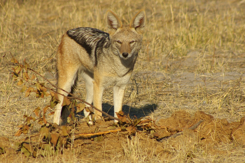 Jackal
