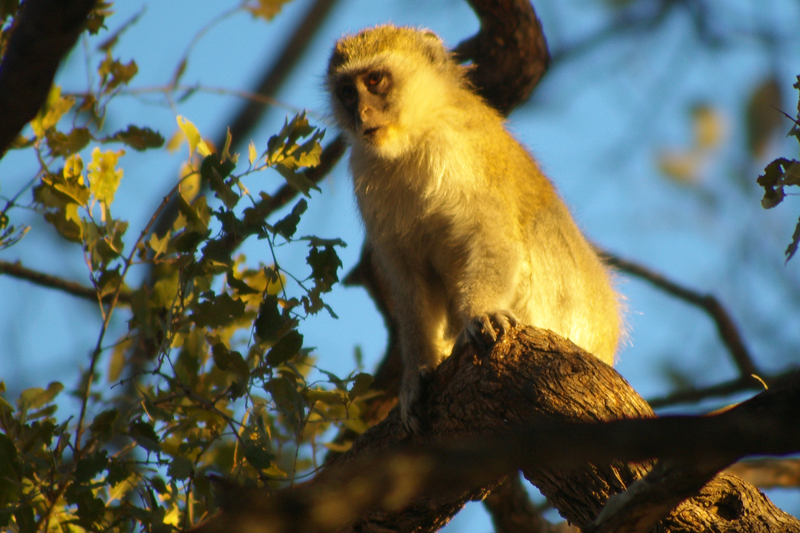 Vervet monkey
