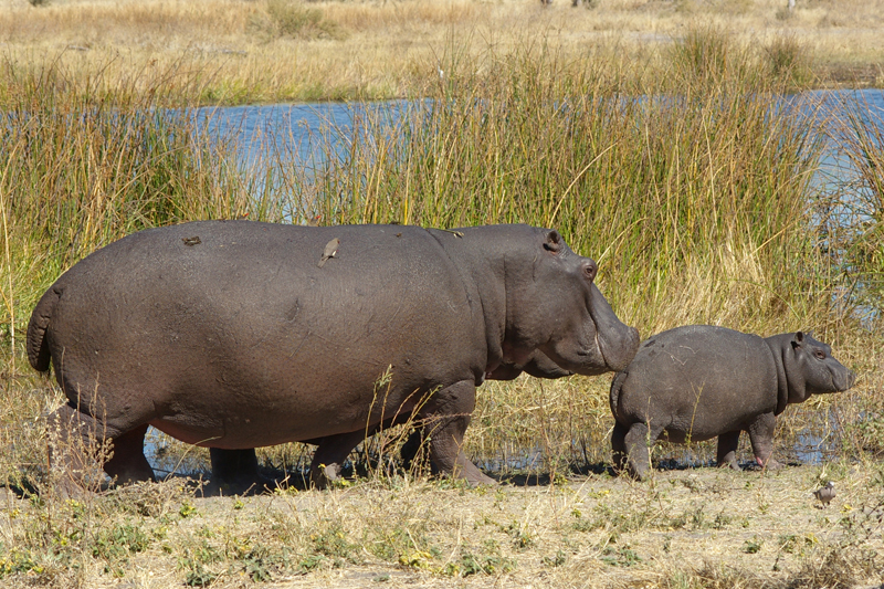 Hippos