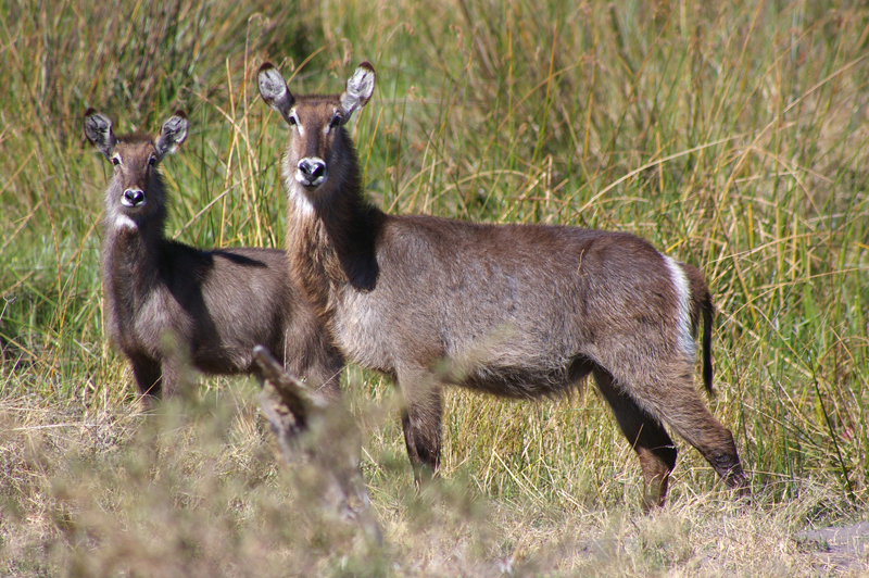 Waterbuck
