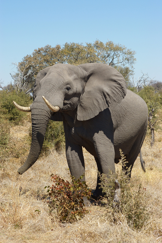Elephant