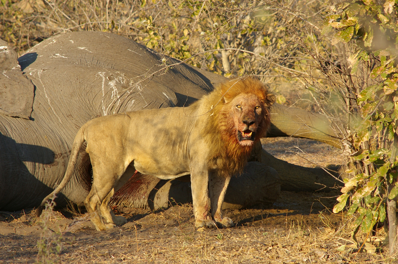 Lion