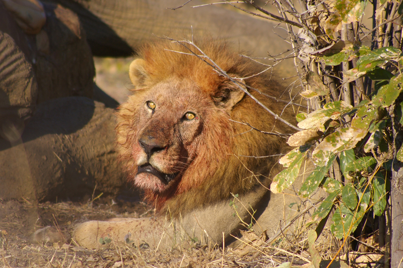 Lion