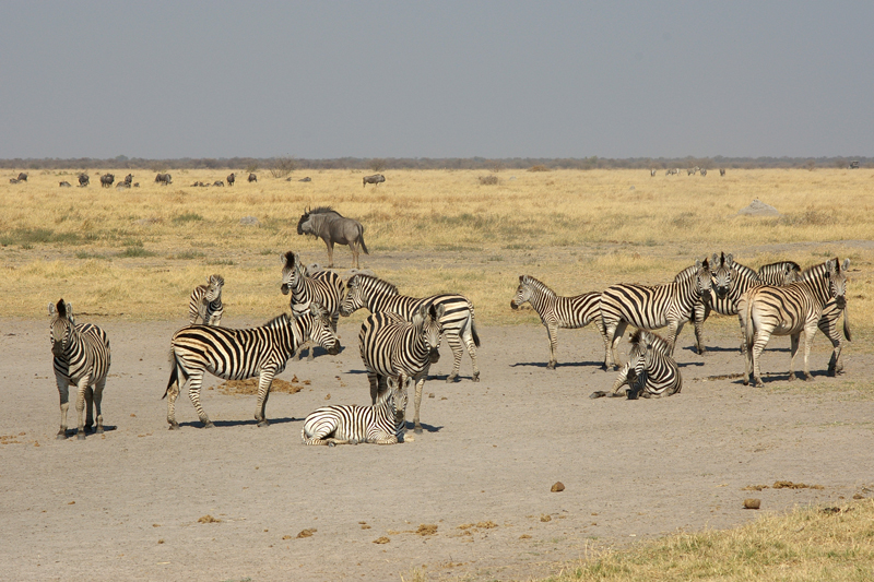 Zebras and gnus