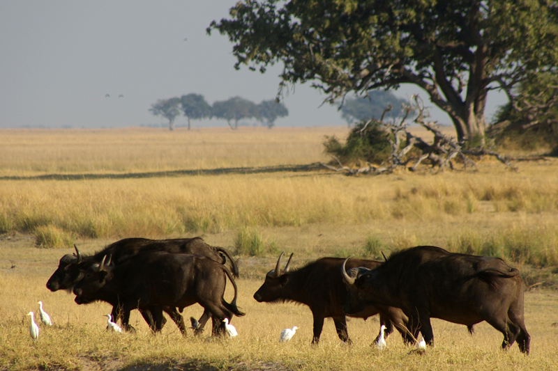 Cape Buffalos