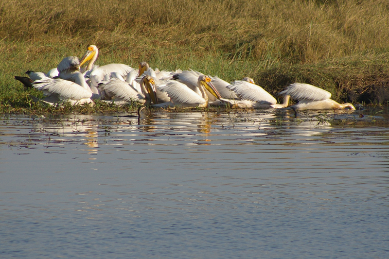 Pelecanus onocrotalus