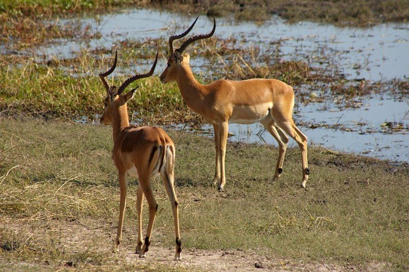 Impalas