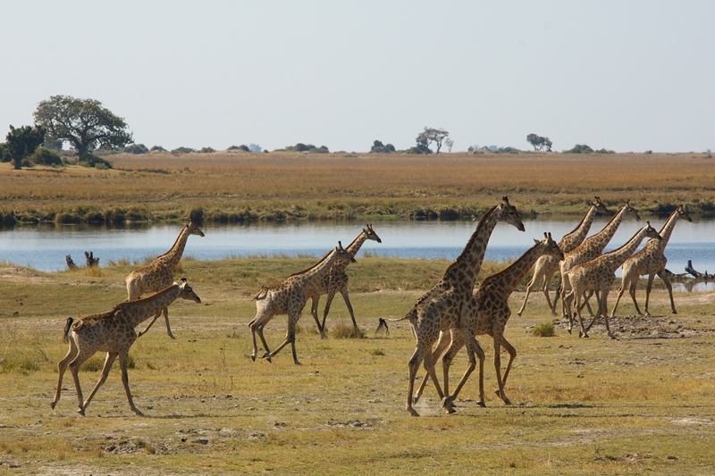 Giraffes