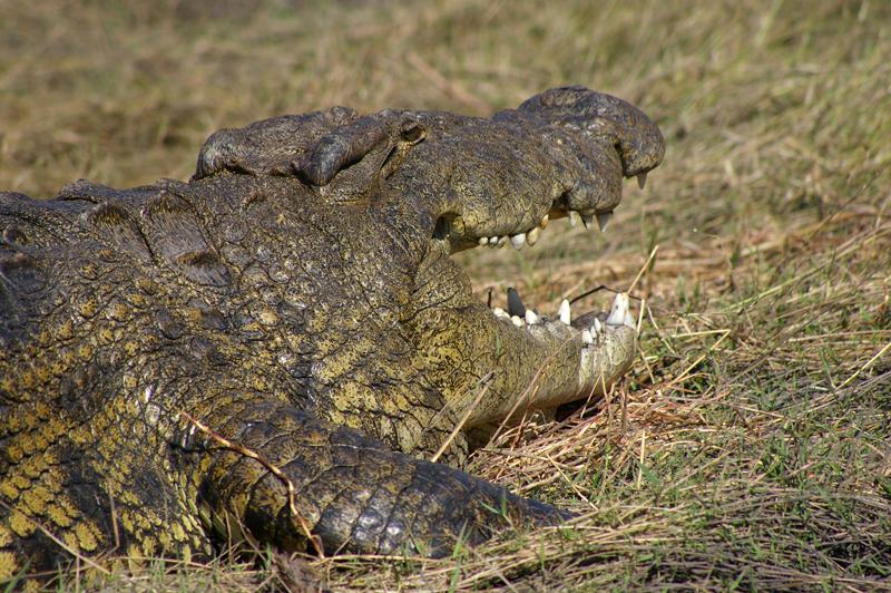 Crocodile