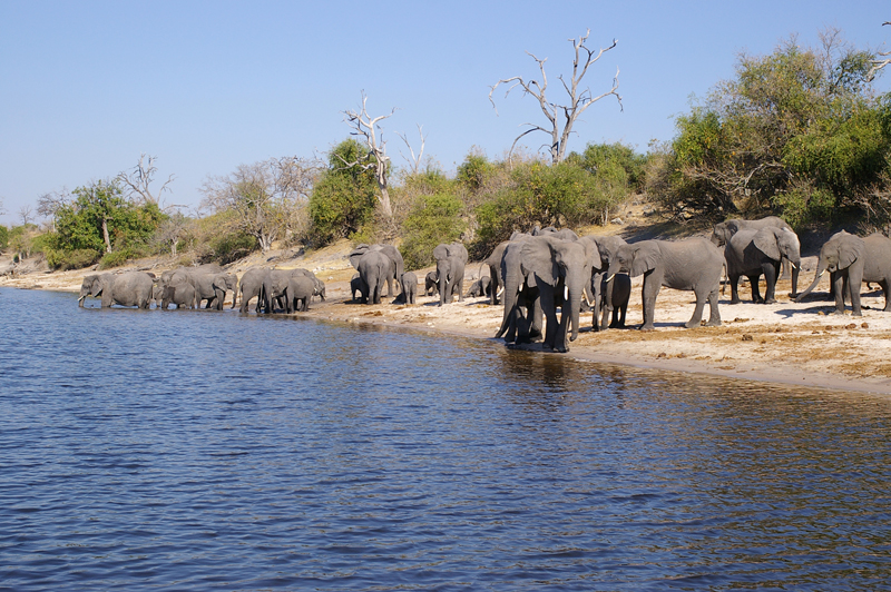 Elephants