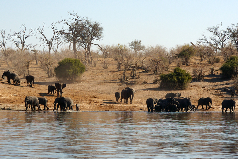 Elephants